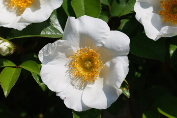 白さが眩しいナニワイバラの花01