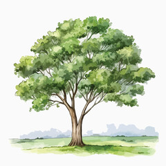 single tree standing tall in the middle  cute watercolors illustration on white background