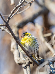 Eurasian siskin male, latin name spinus spinus, sitting on branch of tree. Cute little yellow songbird.