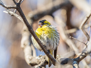 Eurasian siskin male, latin name spinus spinus, sitting on branch of tree. Cute little yellow songbird.