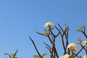 white flowers against blue sky. Frangipani flowers blooming on the top of the tree with blue sky. Famous decoration plant in Asia garden.