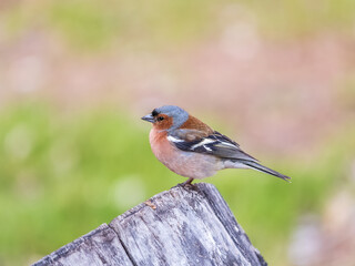 Common chaffinch, Fringilla coelebs, sits on a tree. Common chaffinch in wildlife.