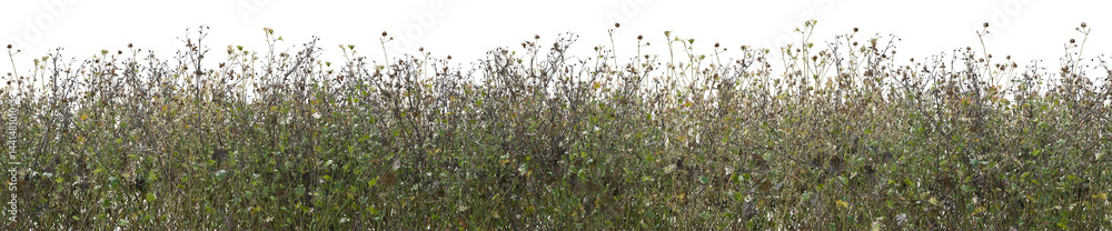 Poster various wild floral in summer with isolated on transparent background - png file, 3d rendering illus
