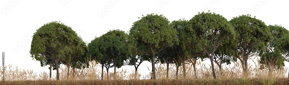 Poster forest and dry meadow in summer time with isolated on transparent background - png file, 3d renderin