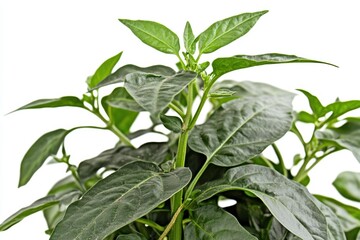Obraz premium Close-up of vibrant green pepper plant