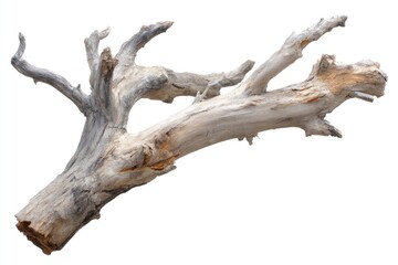 Dead Branch Isolated