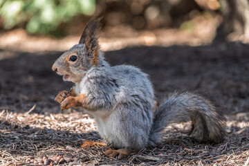 Squirrel in autumn or spring with nut on the green grass with fallen yellow leaves