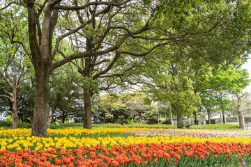 Obraz premium 森とチューリップ