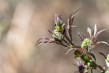 Small buds of sambucus racemosa in early spring time.