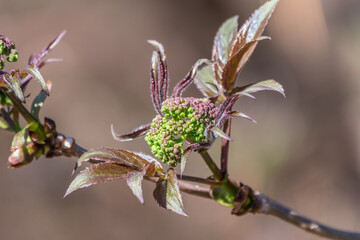 Small buds of sambucus racemosa in early spring time.