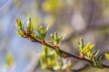 Green bushes with young leaves in the sunset