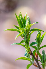 Obraz premium Green bushes with young leaves in the sunset