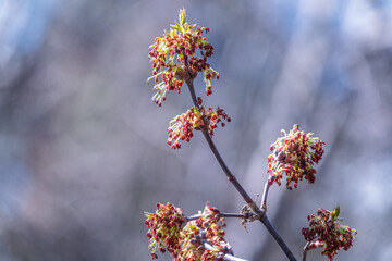 Acer negundo, Box elder, boxelder, ash-leaved and maple ash, Manitoba, elf, ashleaf maple male inflorescences and flowers on branch outdoor.