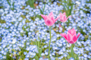 ネモフィラとピンクチューリップ