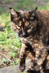 可愛い野良猫の子猫兄弟