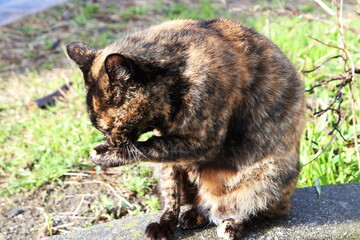 毛づくろいしている猫