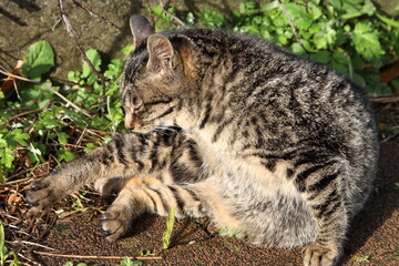 可愛いキジトラ白の野良猫子猫
