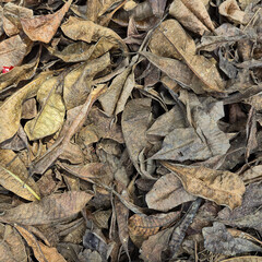Close-up texture of a pile of dry, fallen leaves on the ground. The brown and earthy tones showcase...