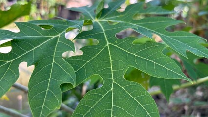 papaya leaves seen close up and the veins of the leaves visible
