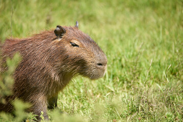 Capybara, hydrochoerus hydrochaeris, largest living rodent, native to South America, in El Palmar National Park, Entre Rios, Argentina.