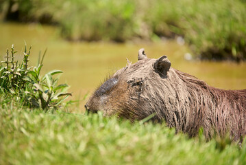 Male capybara, hydrochoerus hydrochaeris, in the water, covered with mud, usual practice among these rodents to regulate their body temperature, protect themselves from the sun and insects. Argentina.