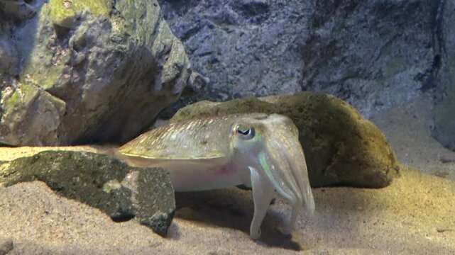 Golden Cuttlefish, Sepia Esculenta relaxing underwater. Closeup. 4K