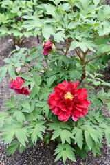 ボタン「島津紅」Peony