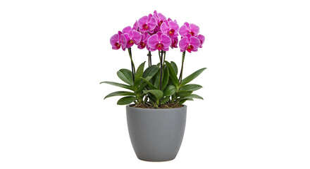 Stunning Phalaenopsis Orchid with Multiple Blooms in a Gray Pot Isolated on Transparent Background