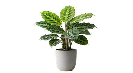 Calathea Medallion Plant with Striking Leaf Patterns in Decorative Geometric Gray Pot Isolated on...