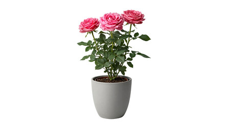 Potted Pink Roses (Rosa) with Vibrant Blossoms in Simple Gray Pot Isolated on  Transparent...