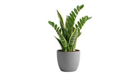 Snake Plant (Sansevieria) with Upright Green Sword-Like Leaves in Simple pot on Transparent...