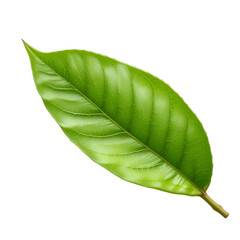 Fototapeta premium Vibrant Green Leaf Detail Depicts Freshness and Natural Serenity on White