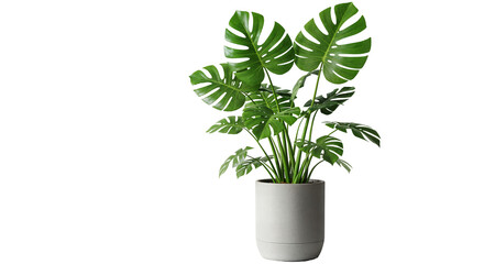 Monstera Deliciosa with Distinctive Split Leaves in Contemporary Gray Pot on Transparent Background