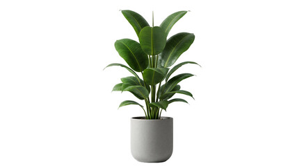 Ficus Elastica Rubber Plant with Glossy Green Leaves in Modern Gray Pot Isolated on  Transparent Background
