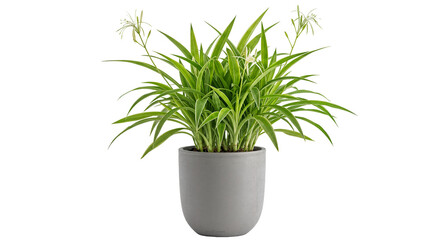 Healthy Green Spider Plant (Chlorophytum Comosum) with Graceful Leaves in a Minimalist Gray Pot on...
