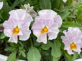 pansy,frill