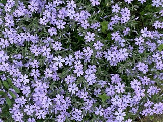 Fototapeta premium 紫の小さい花