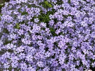 Obraz premium 春に咲く紫色の花