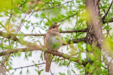 Thrush Nightingale, Luscinia luscinia. A bird sits on a tree branch and sings
