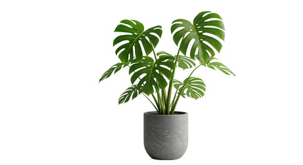 Monstera Deliciosa with Distinctive Split Leaves in Contemporary Gray Pot on Transparent Background