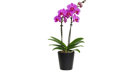 Elegant Purple Orchid in a Black Flower Pot Isolated Transparent Background for Indoor Decoration