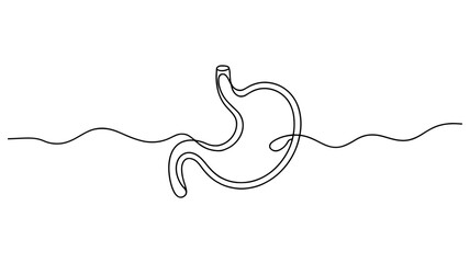 Elegant Continuous One Line Drawing  of a human stomach.