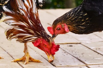 The benefits of consuming kampung chicken (local Indonesian chicken) include being a good source of...