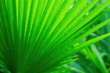 Intricate green palm frond texture, sun-dappled , jungle, tropical leaves, botany