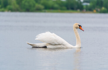 Fototapeta premium Graceful white Swan swimming in the lake, swans in the wild. Portrait of a white swan swimming on a lake.