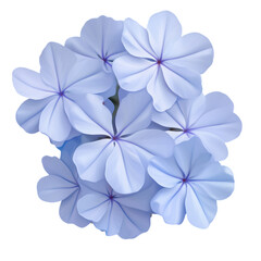 Obraz premium White plumbago or Cape leadwort flower. Close up small blue flower bouquet isolated on transparent background.