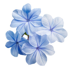 White plumbago or Cape leadwort flower. Close up small blue flower bouquet isolated on transparent background.