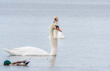 Two Graceful white Swans swimming in the lake, swans in the wild