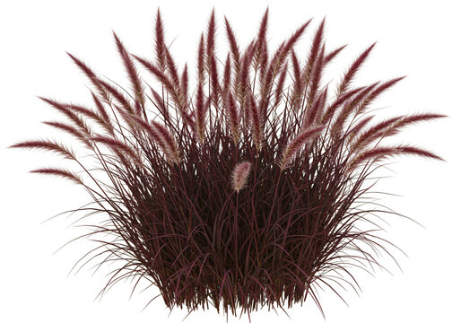 Dark-red ornamental grass isolated on white background