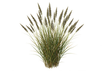 Fototapeta premium Luscious Green Ornamental Grass with Seed Heads